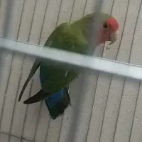 کوتوله نر مولد