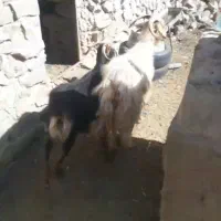 بز جوان وشیرا ویک میش