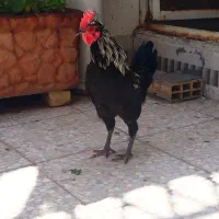 خروس محلی زیبا و جوان