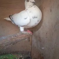 کبوتر