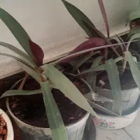 گل آپارتمانی|گل و گیاه طبیعی|کرمانشاه, |دیوار