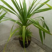 گل پاندانوس