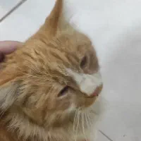 واگذاری گربه طلایی|گربه|زاهدان, |دیوار