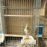 عروس هلندی مولد|پرنده|دماوند, گیلاوند|دیوار