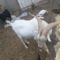 نر بز اصل فرانسوی