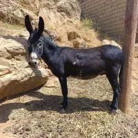 الاغ گله 5ساله بدون عیب ضمانتی گوسفند خیلی آرام