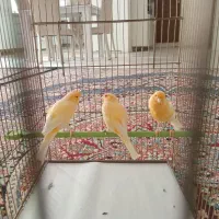 قناری نر آماده|پرنده|همدان, |دیوار