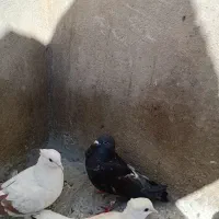 کفتر
