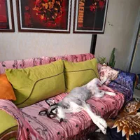 سگ هاسکی گمشده
