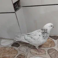 کبوتر کاشونی|پرنده|فرخشهر, |دیوار