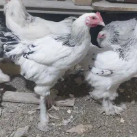 خروس برهما|حیوانات مزرعه|مشهد, نیزه|دیوار