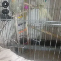 یه عدد انگشتر و2 عدد عروس هلندی سالم سرحال|بدلیجات|قزوین, |دیوار