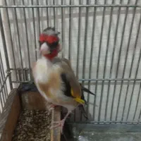 سهره نر