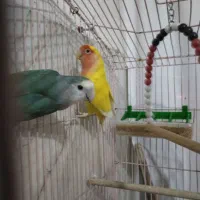 طوطی برزیلی