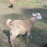 تعداد بز