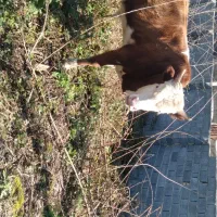 فروش گوساله نر