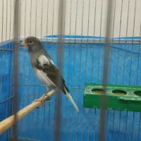 قناری نر شلاقی بوخون