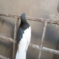 کبوتر|پرنده|الوند, |دیوار