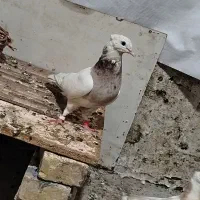 جفت طوقی|پرنده|اهواز, فاز ۱ پادادشهر|دیوار