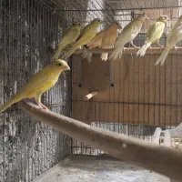 قناری  لیمویی وپرتقالی