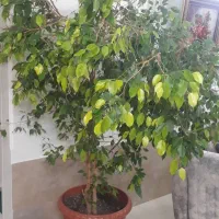 گل بنجامین و فیکوس