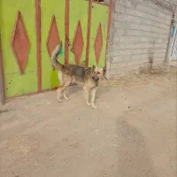 سگ نر|سگ|اهر, |دیوار