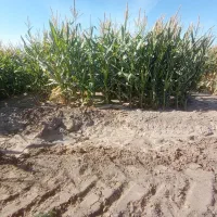 ذرت علوفه ای فروشی|حیوانات مزرعه|باشتین, |دیوار