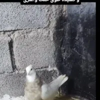 طوقی