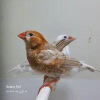 فنچ اورنج هاف