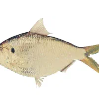 گووک چاق ب شرط روغن