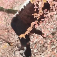 گاو های داشتی تمیز|حیوانات مزرعه|گالیکش, |دیوار