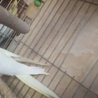 عروس لوتینو ماده|پرنده|آذرشهر, |دیوار