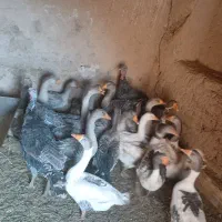 فروش غاز و بوقلمون