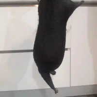 هیزه جا روغن