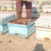 زنبورفروشی