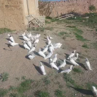 پرنده‌کفتر