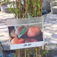 فروش نهال|گل و گیاه طبیعی|توتکابن, |دیوار