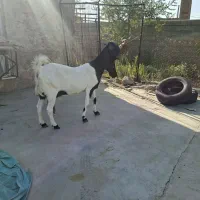 یه عدد بز پاکستانی