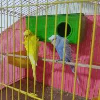 فروش جفت مرغ عشق پروانه‌ای|پرنده|نرماشیر, |دیوار