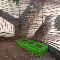 جوجه سهره شاه تخم