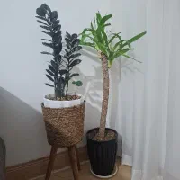 گل وپایه گلدان حصیری