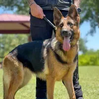 سگ گمشده ژرمن