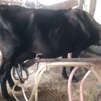 گاو جرسی جوان شیری ۲۰ کیلو شیر بدون گوساله|حیوانات مزرعه|صومعه‌سرا, |دیوار