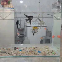 اکواریوم شیشه خم با ماهی