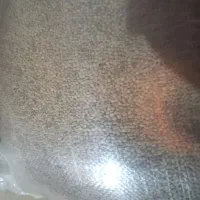 عدس مرغوب وپزا