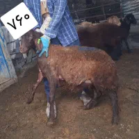 بره قوچ و شیشک همو افشار و قزل افشار|حیوانات مزرعه|مشهد, دانشجو|دیوار