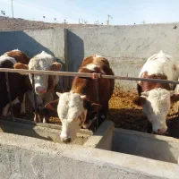 یک عددبره شیری