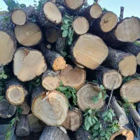 خرید چوب  ودرخت وتیرسقفی