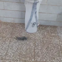 روی شویی چینی