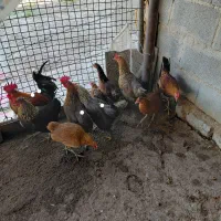 ۲تا مرع یه دون خروس فروشی